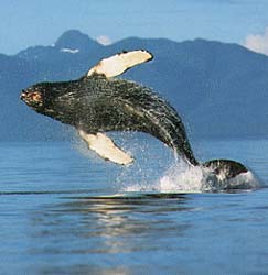 gray whale