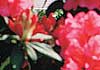 Rhododendron