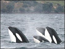 Valdez Ferry & Port Information. Orca Whales Valdez