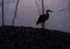 US Ports: Bainbridge Island, WA. Seattle Heron