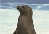 US Ports: Friday Harbor, WA. Friday Harbor seal