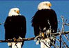 Alaska Ferry to Haines: HAINES, AK. Alaska eagles keeping watch