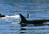 US Ports: Seward, Alaska. Whales are a photographers treat