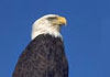 Alaska Ferry to Whittier. Eagle sightings are common in Whittier Alaska