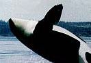 US Ports: Friday Harbor, WA. Friday Harbor Killer Whale