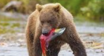 Brown bear fishing in Anchorage